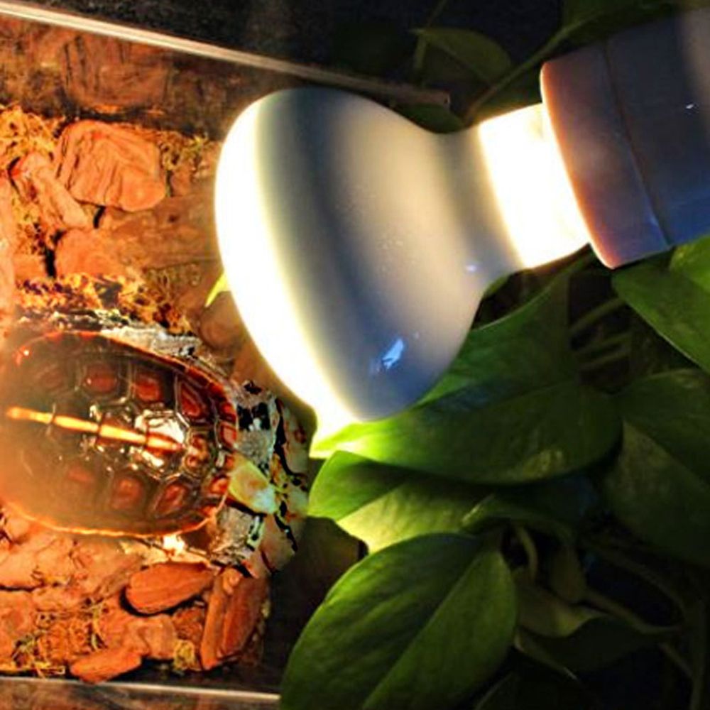 Pengontrol Suhu Pemanas Kura-k - Basking Bulb Halogen ulasan dan harga