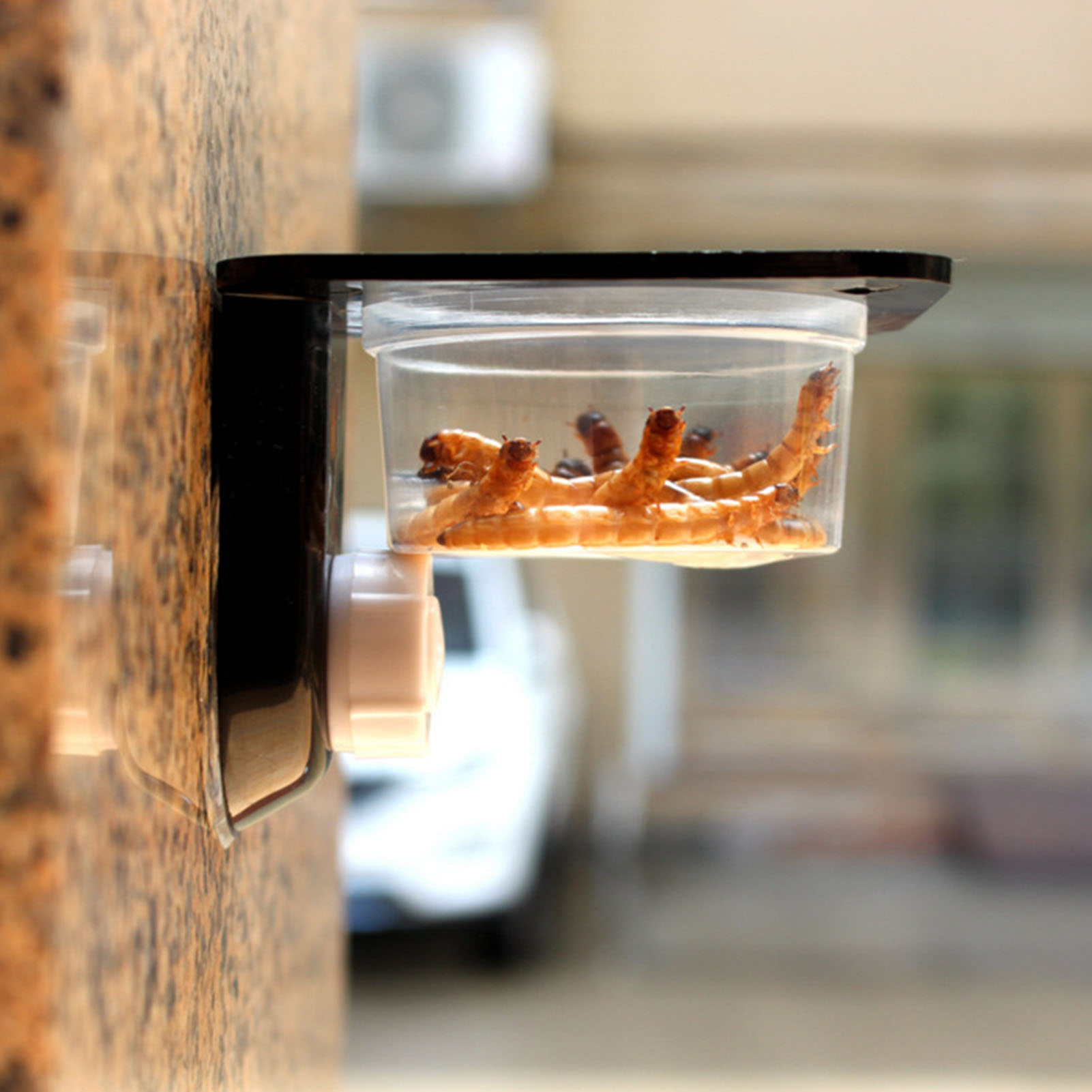 Crested Gecko mangkuk makanan  - Water Dish Reptile ulasan dan harga